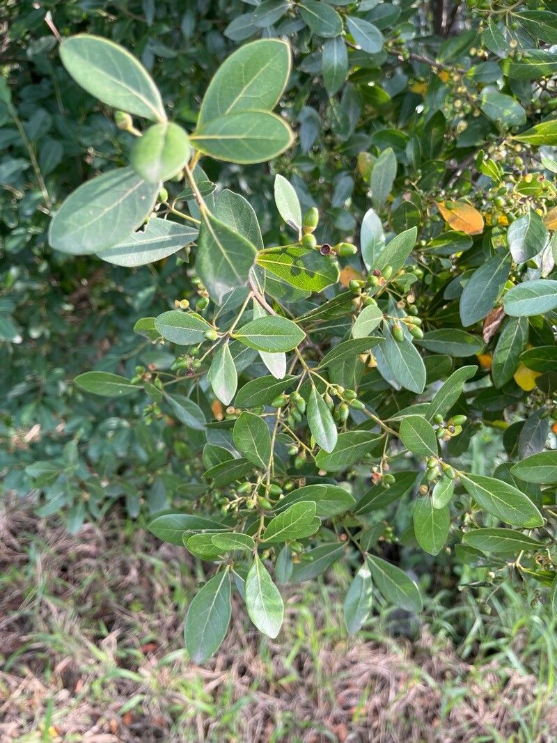 Ocotea pulchella — houseplant care guide