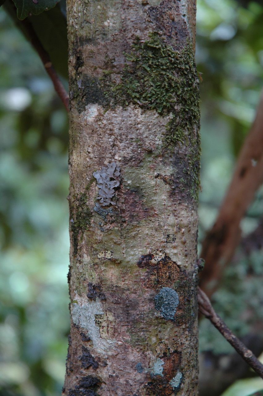Hibiscus arnottianus bark