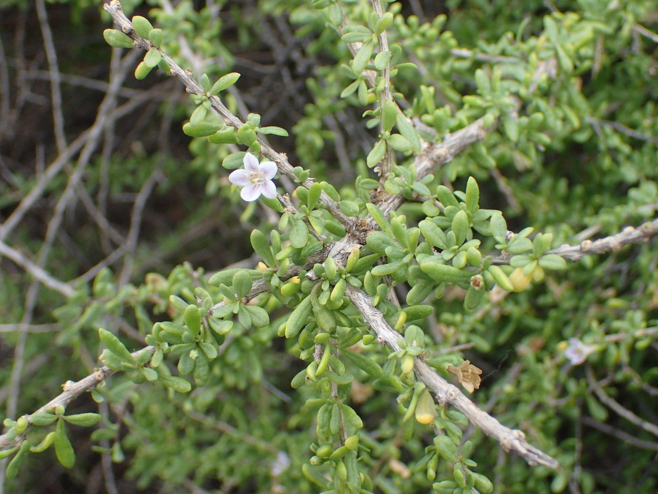 Lycium mascarenense habit