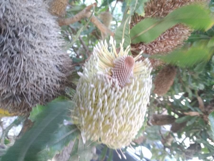 Banksia praemorsa flower