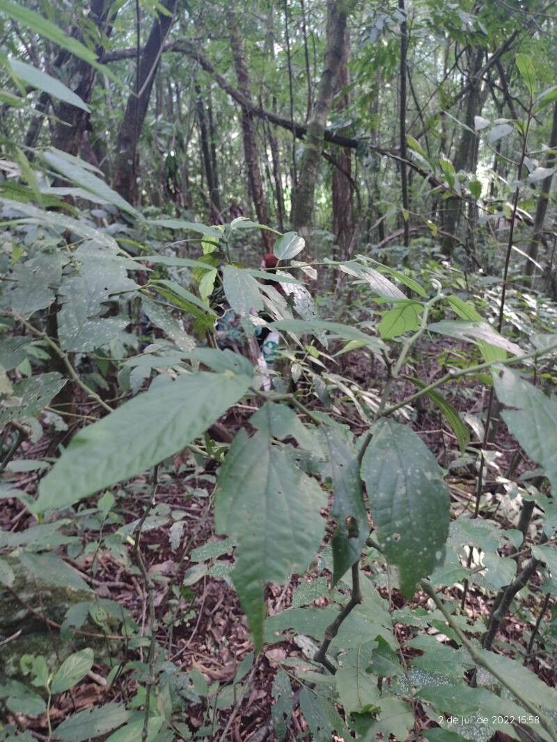Piper gaudichaudianum leaf