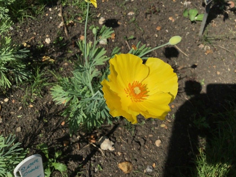 Hunnemannia fumariifolia flower