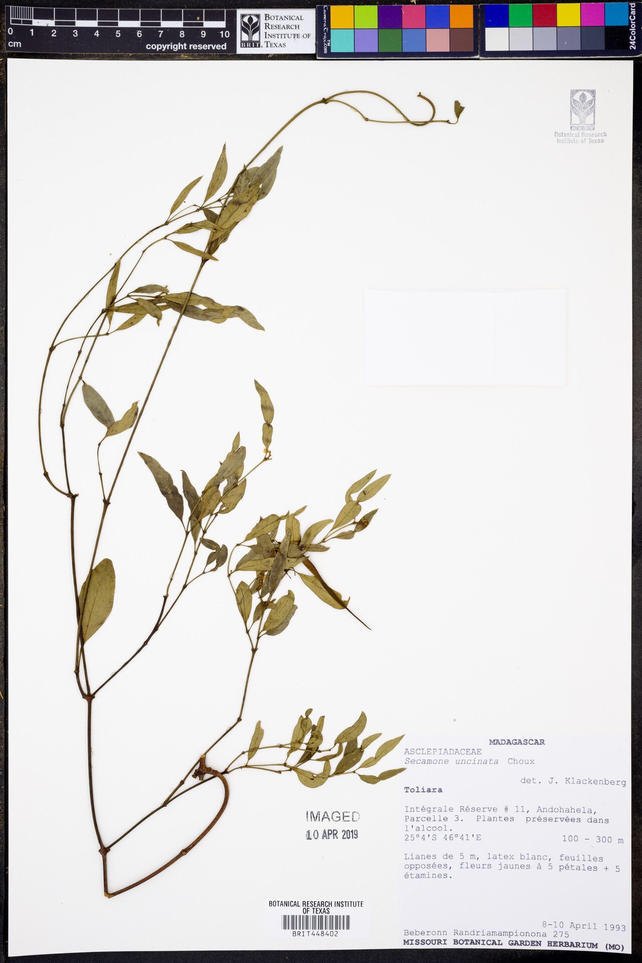 Secamone uncinata — houseplant care guide