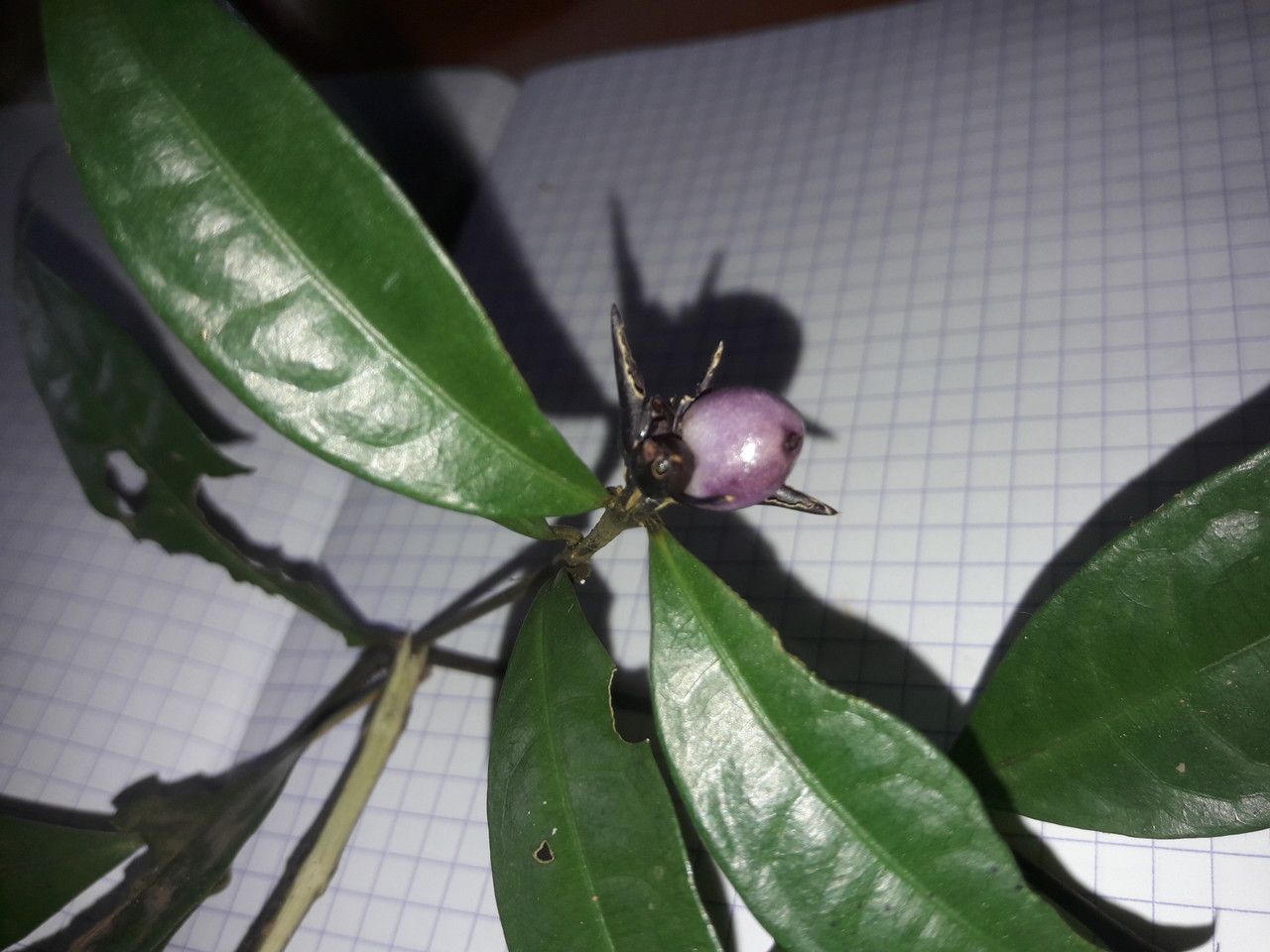 Psychotria oblonga other