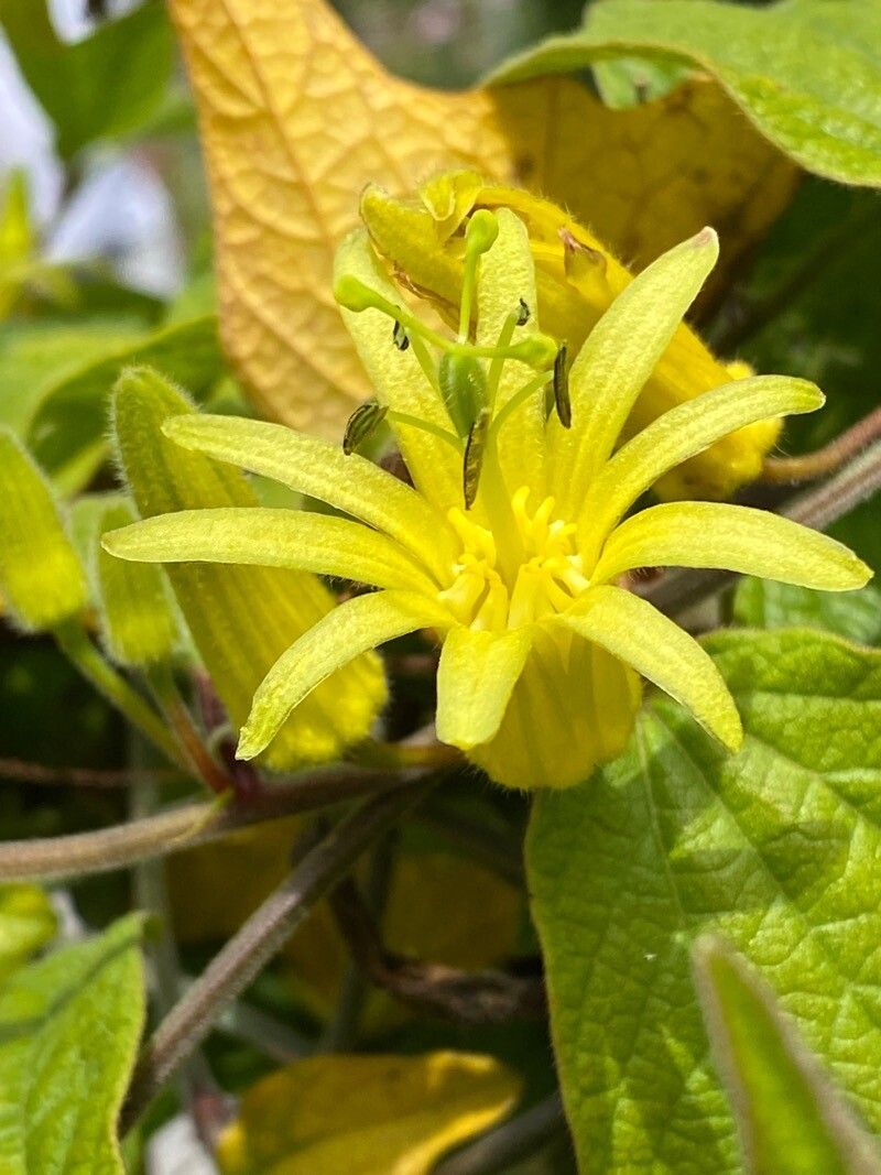 Passiflora citrina flower