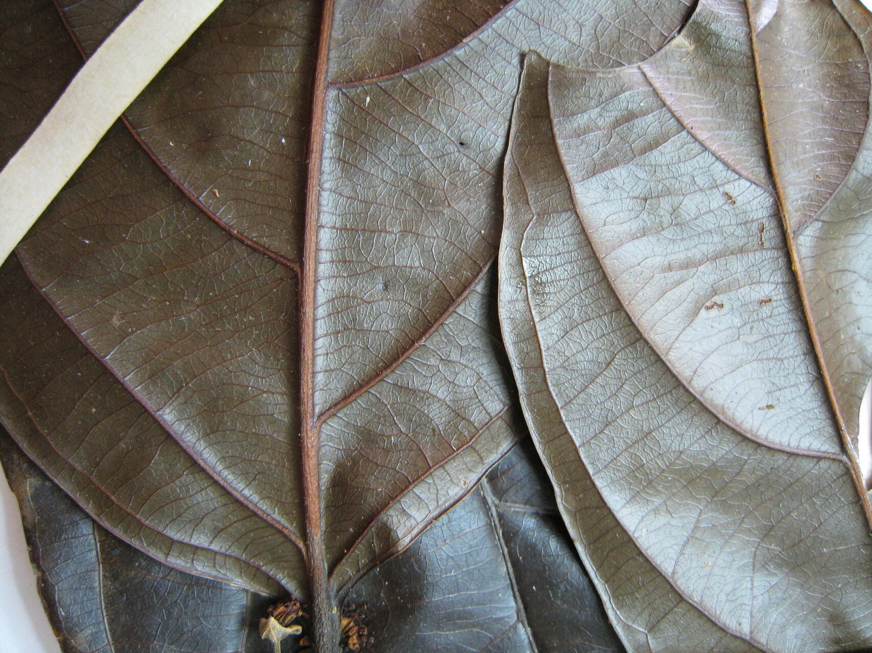 Casearia javitensis other