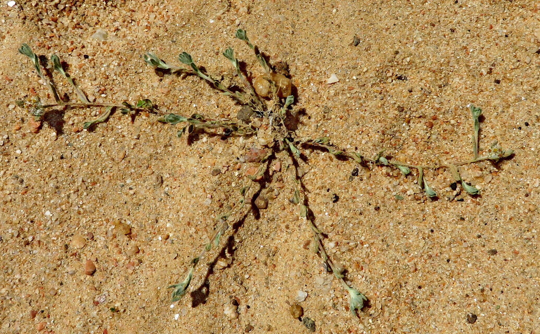 Helichrysum candolleanum habit