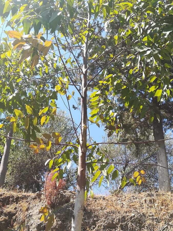 Combretum collinum — search result for 'Combretum'