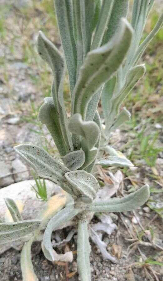 Gnaphalium cheiranthifolium — houseplant care guide