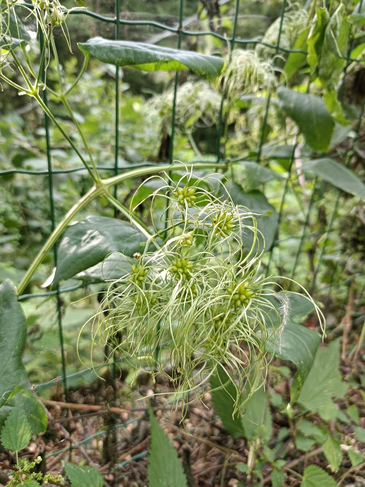 Clematis dioica flower