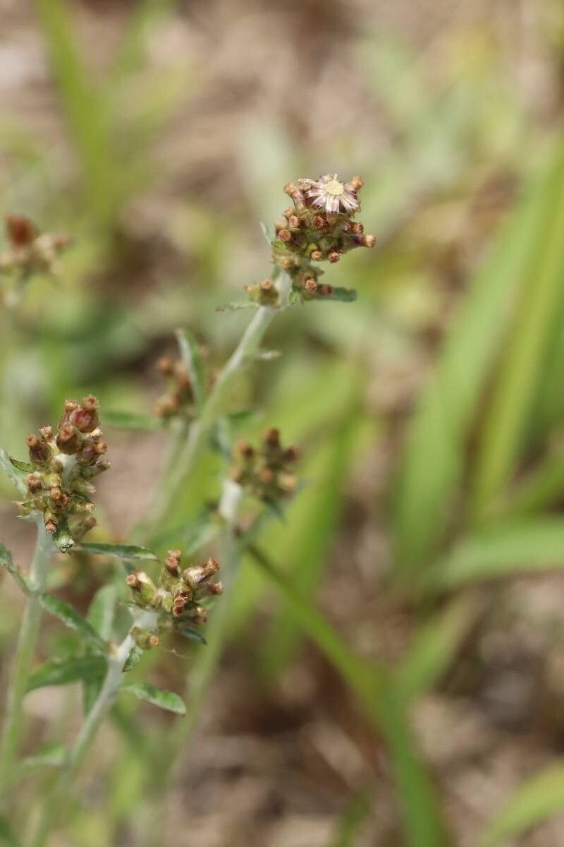 Gamochaeta calviceps — related species from the same genus