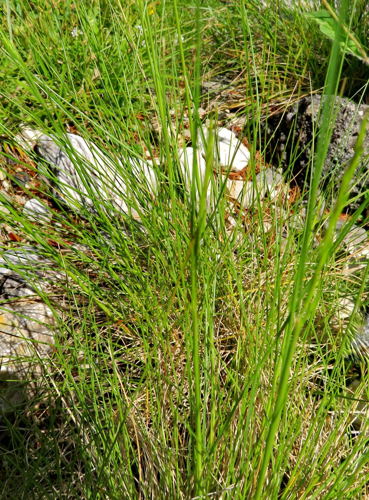 Festuca pumila — houseplant care guide