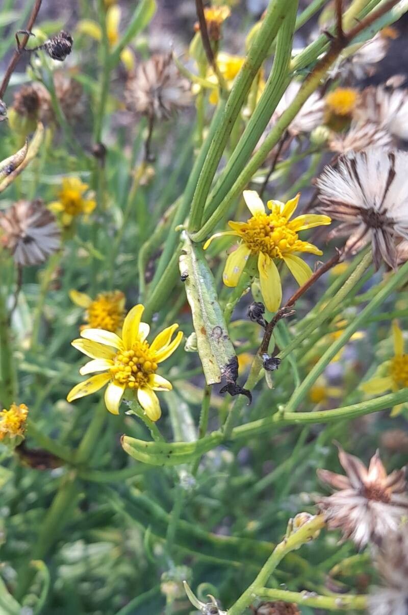 Jacobaea lycopifolia flower