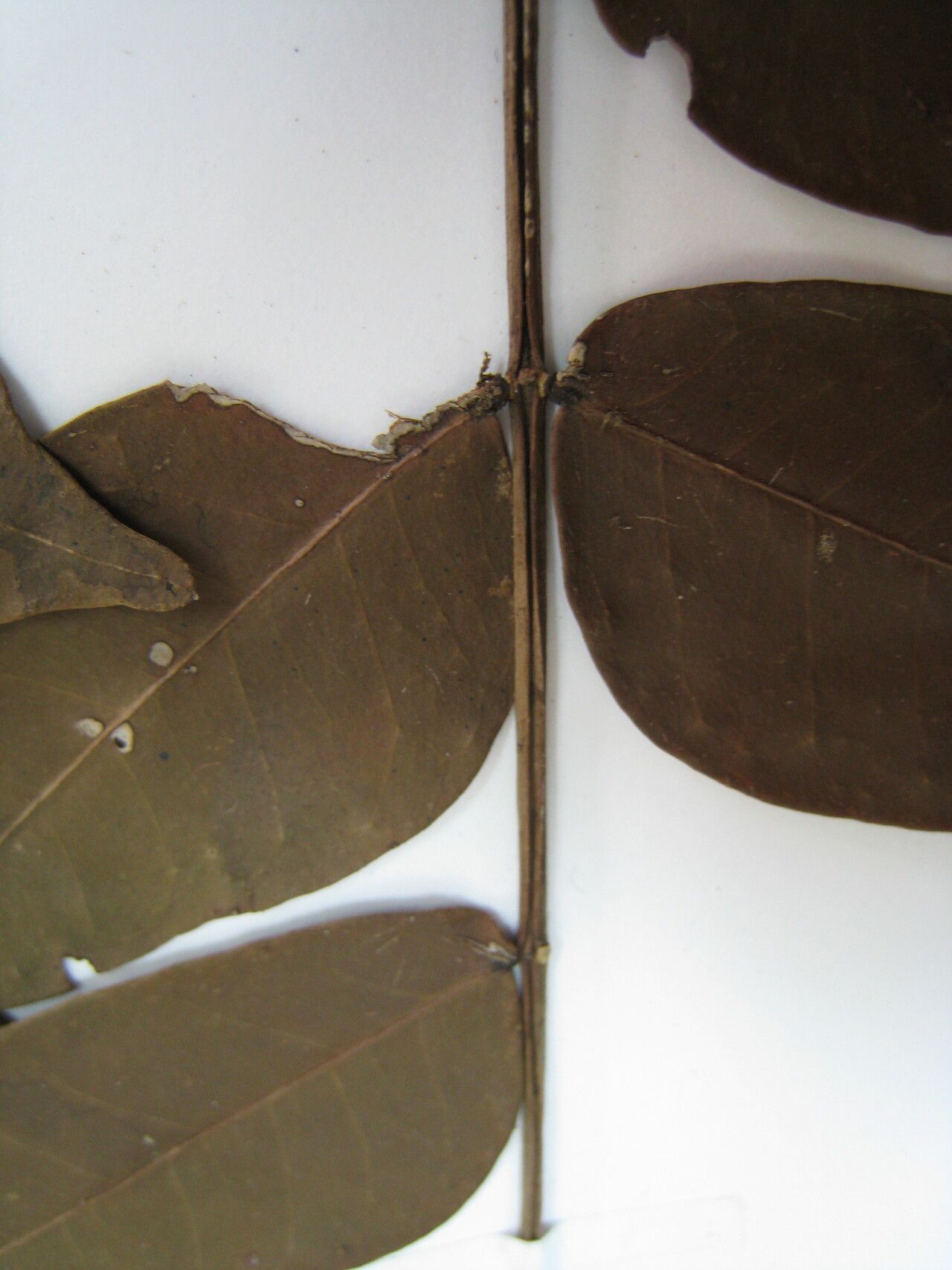 Inga gracilifolia other