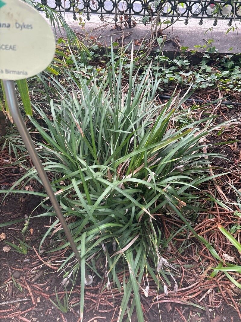 Iris bulleyana — houseplant care guide