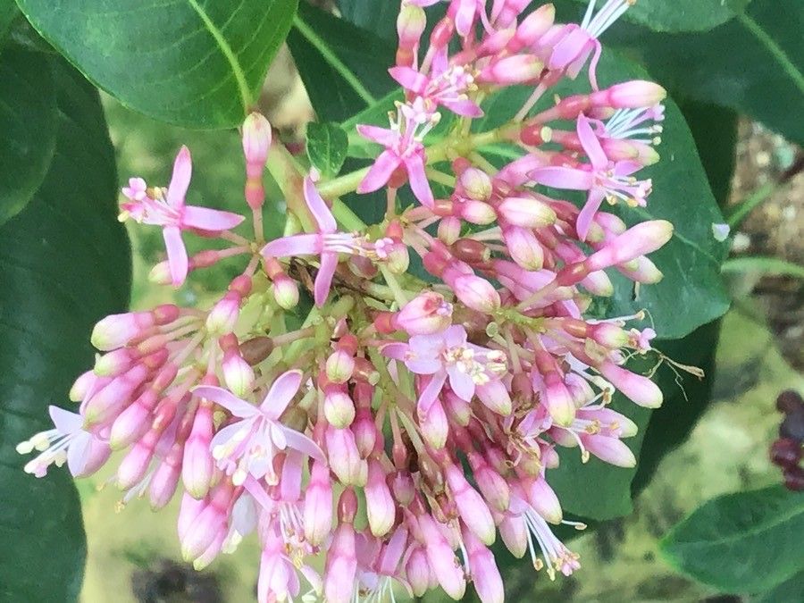 Fuchsia arborescens flower