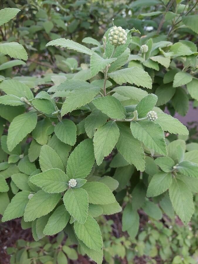 Varronia leucocephala — houseplant care guide