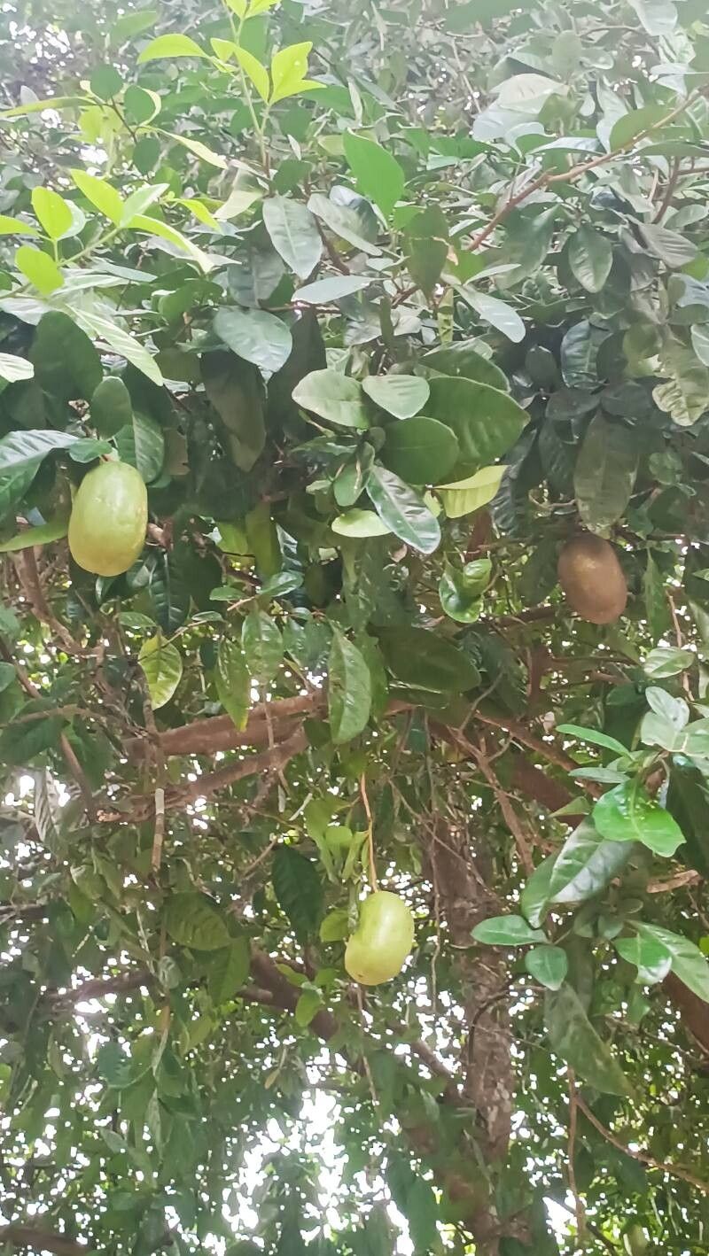 Dipteryx punctata — houseplant care guide