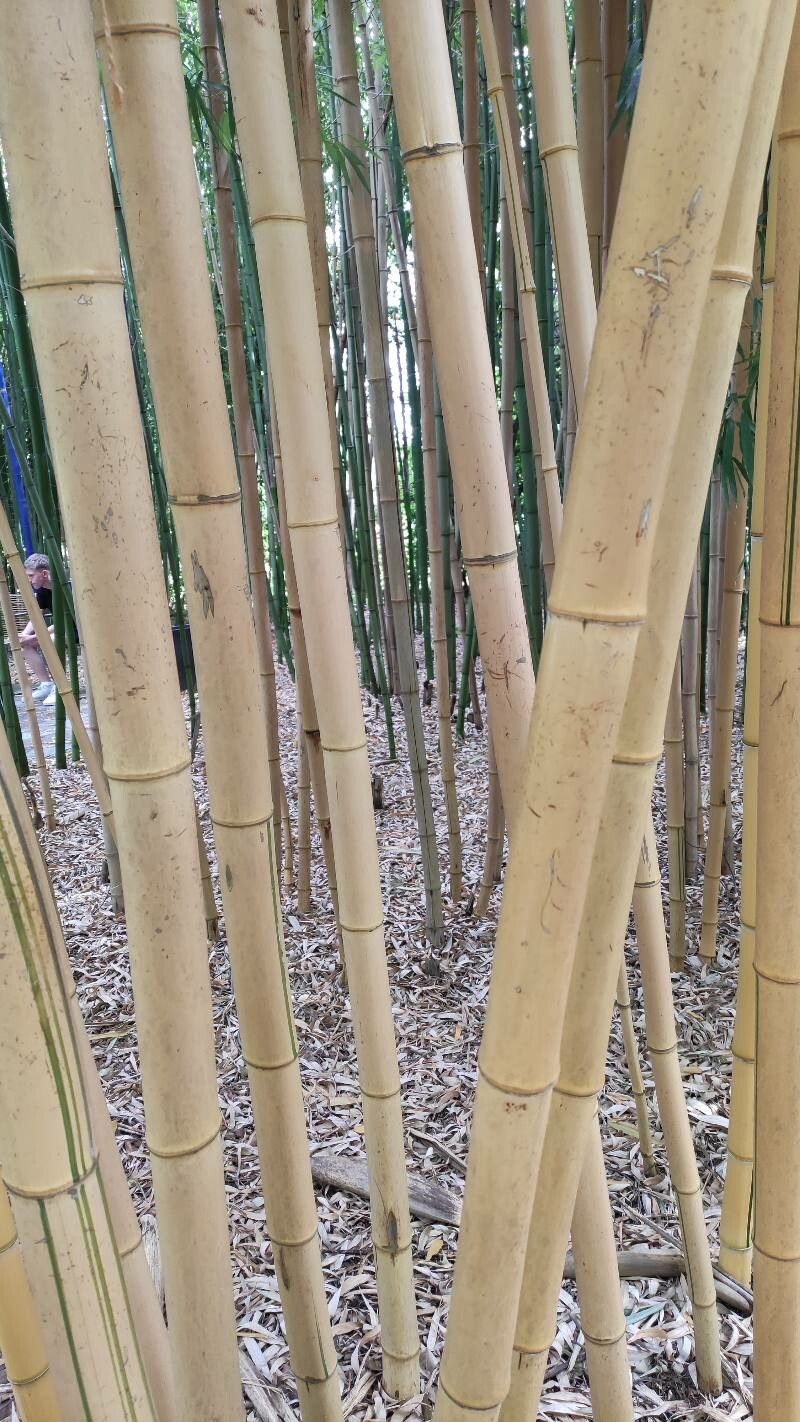 Phyllostachys vivax bark