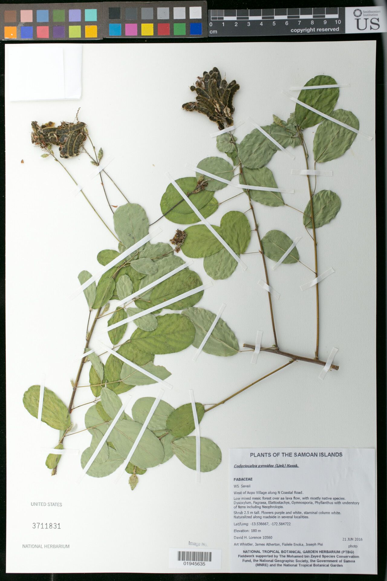 Codariocalyx gyroides other