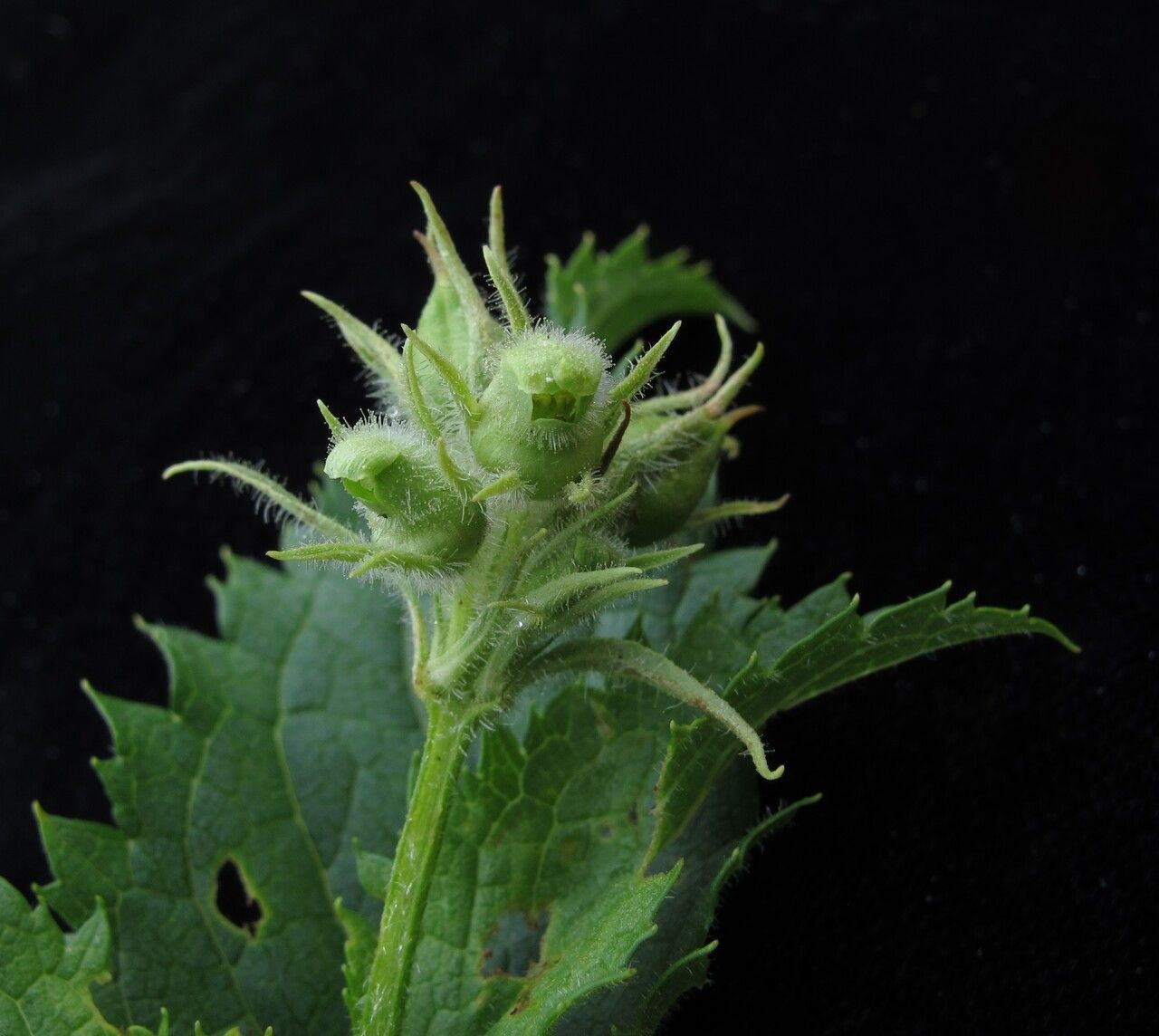 Scrophularia pauciflora habit