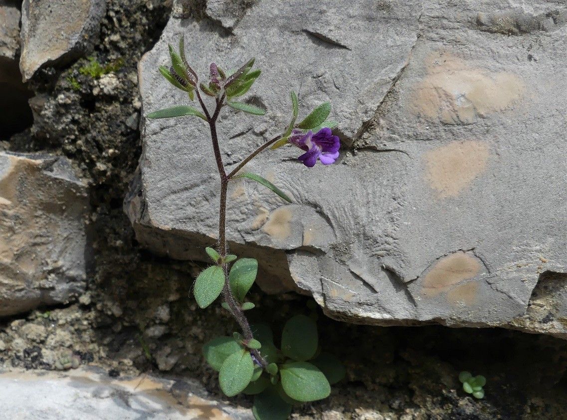 Chaenorhinum rubrifolium habit