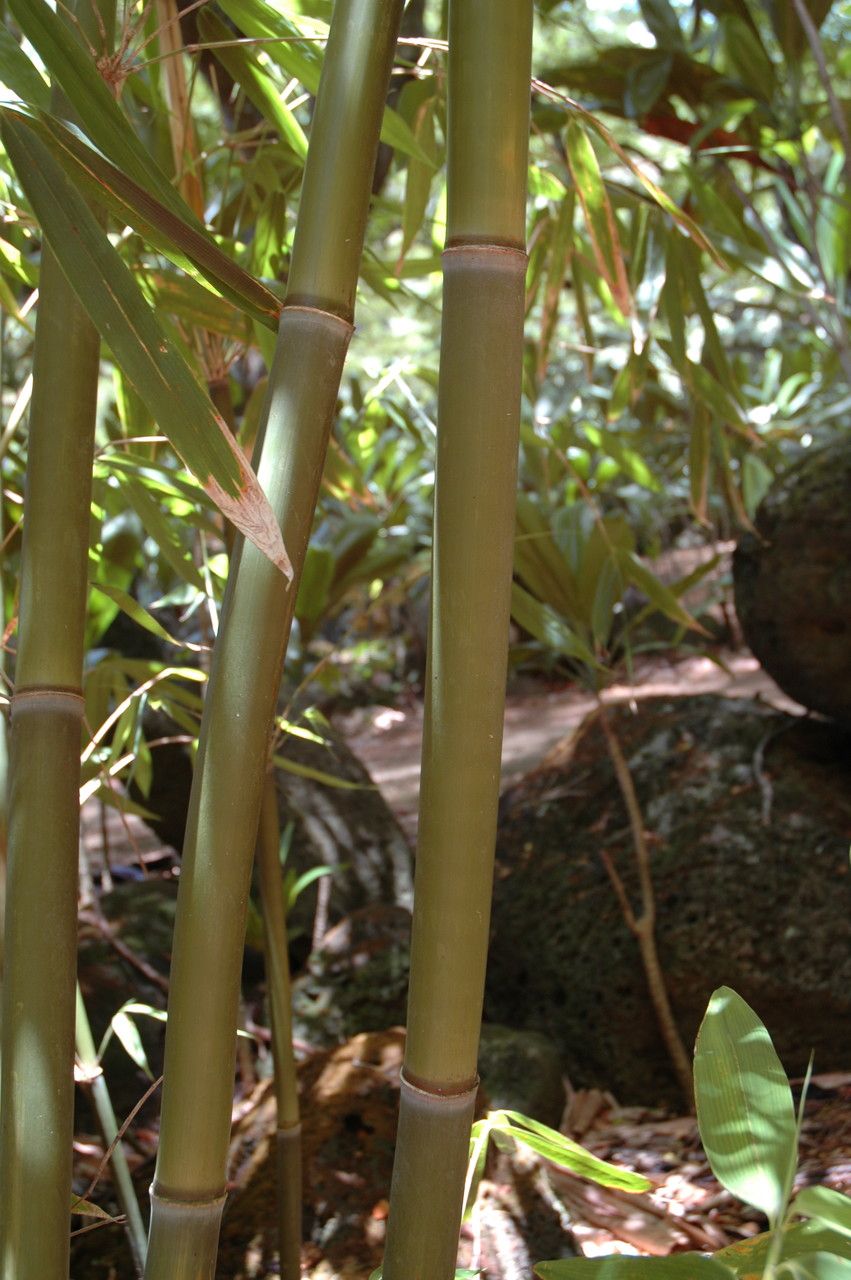 Schizostachyum glaucifolium bark