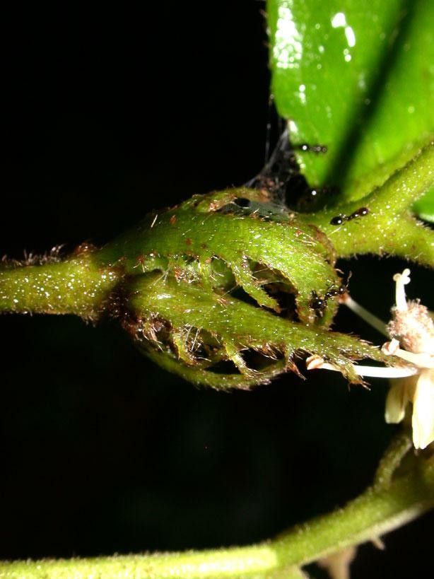 Dichapetalum grayumii bark