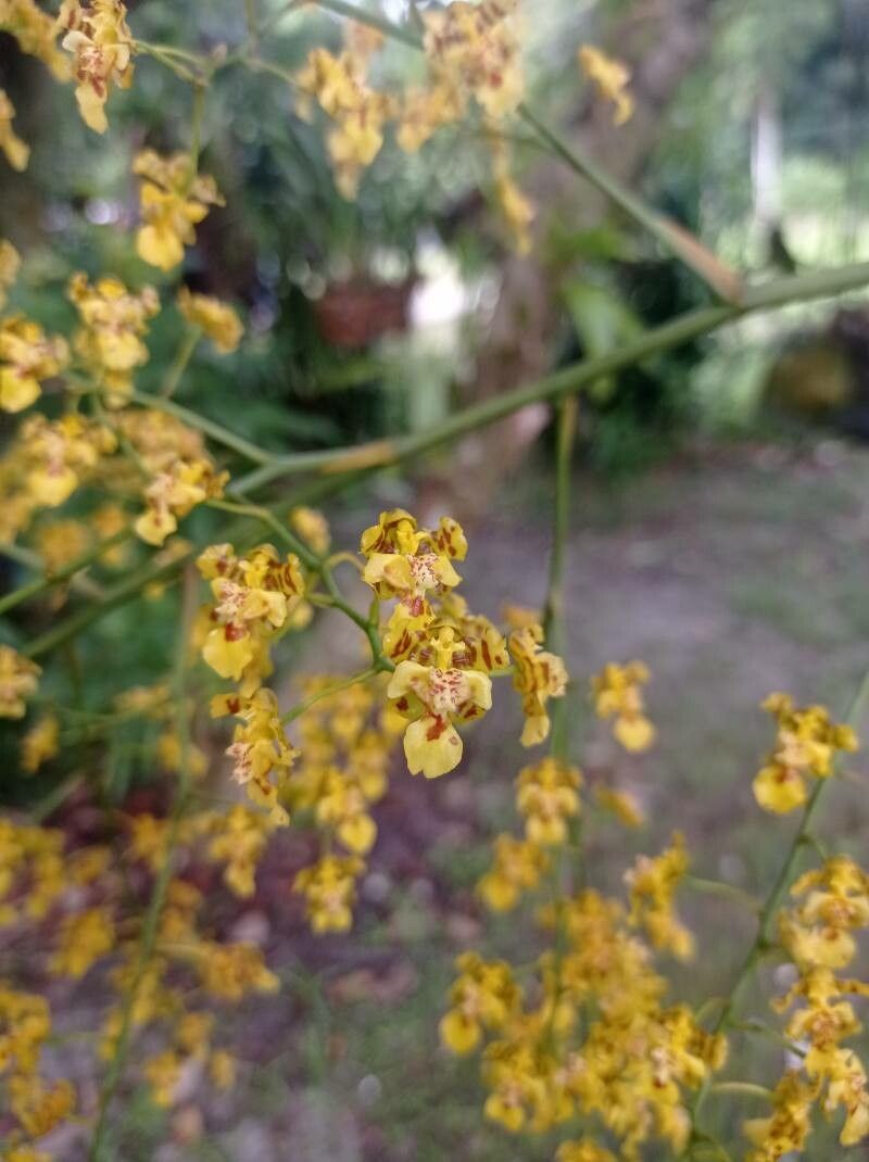 Gomesa venusta — houseplant care guide