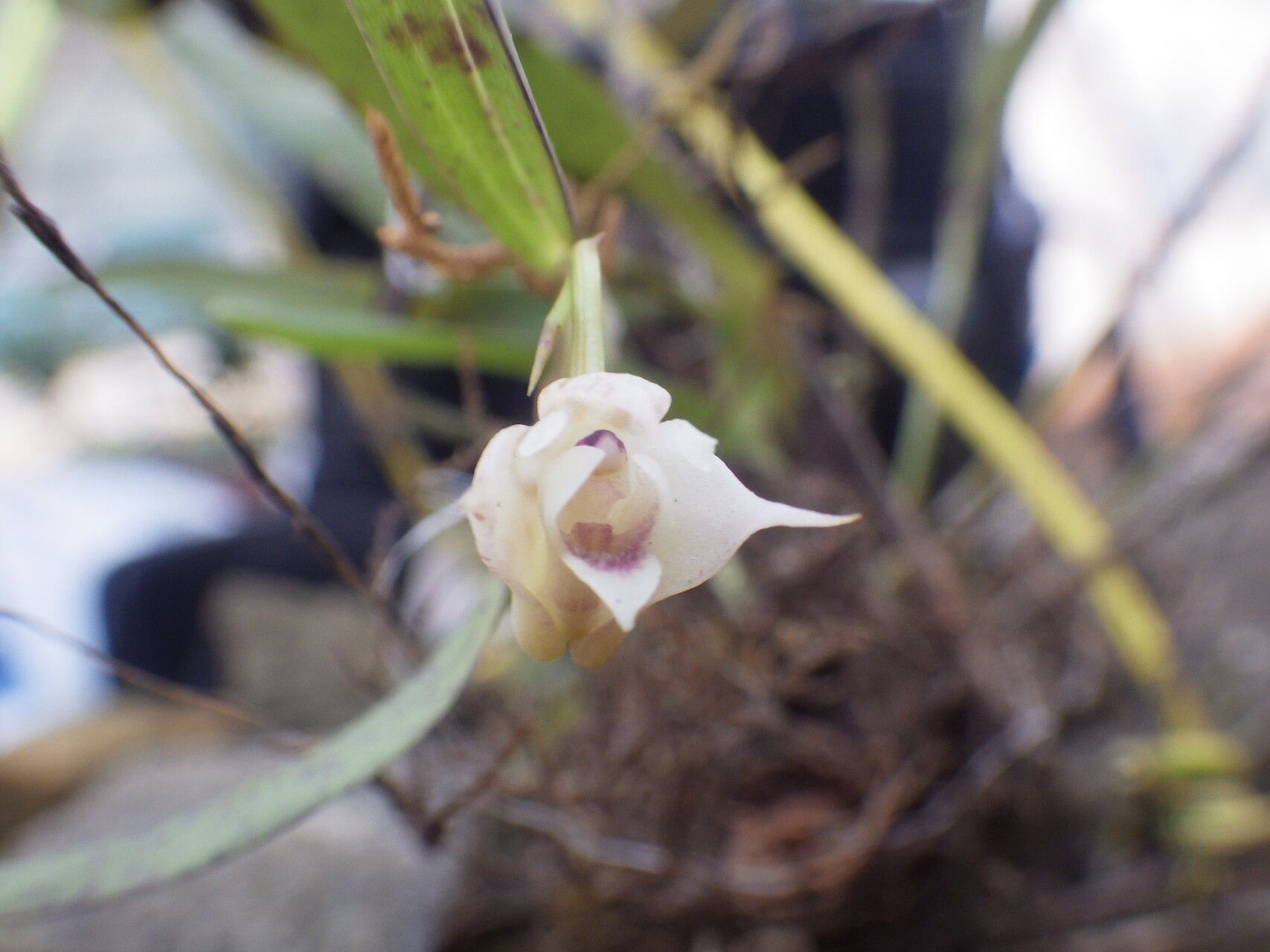 Polystachya albescens flower