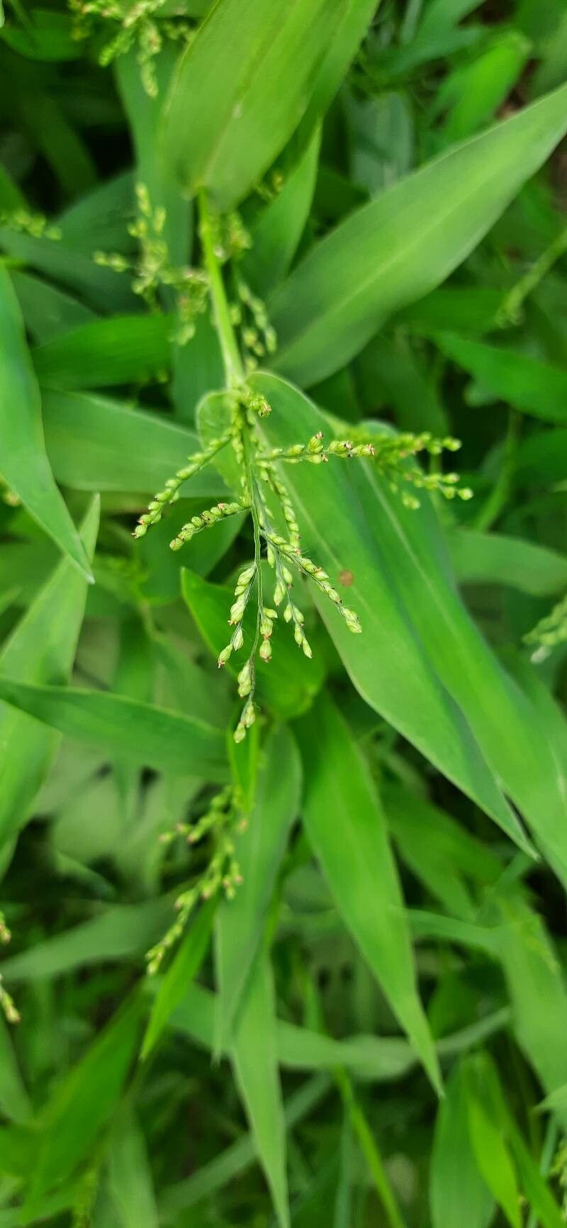 Urochloa ramosa flower