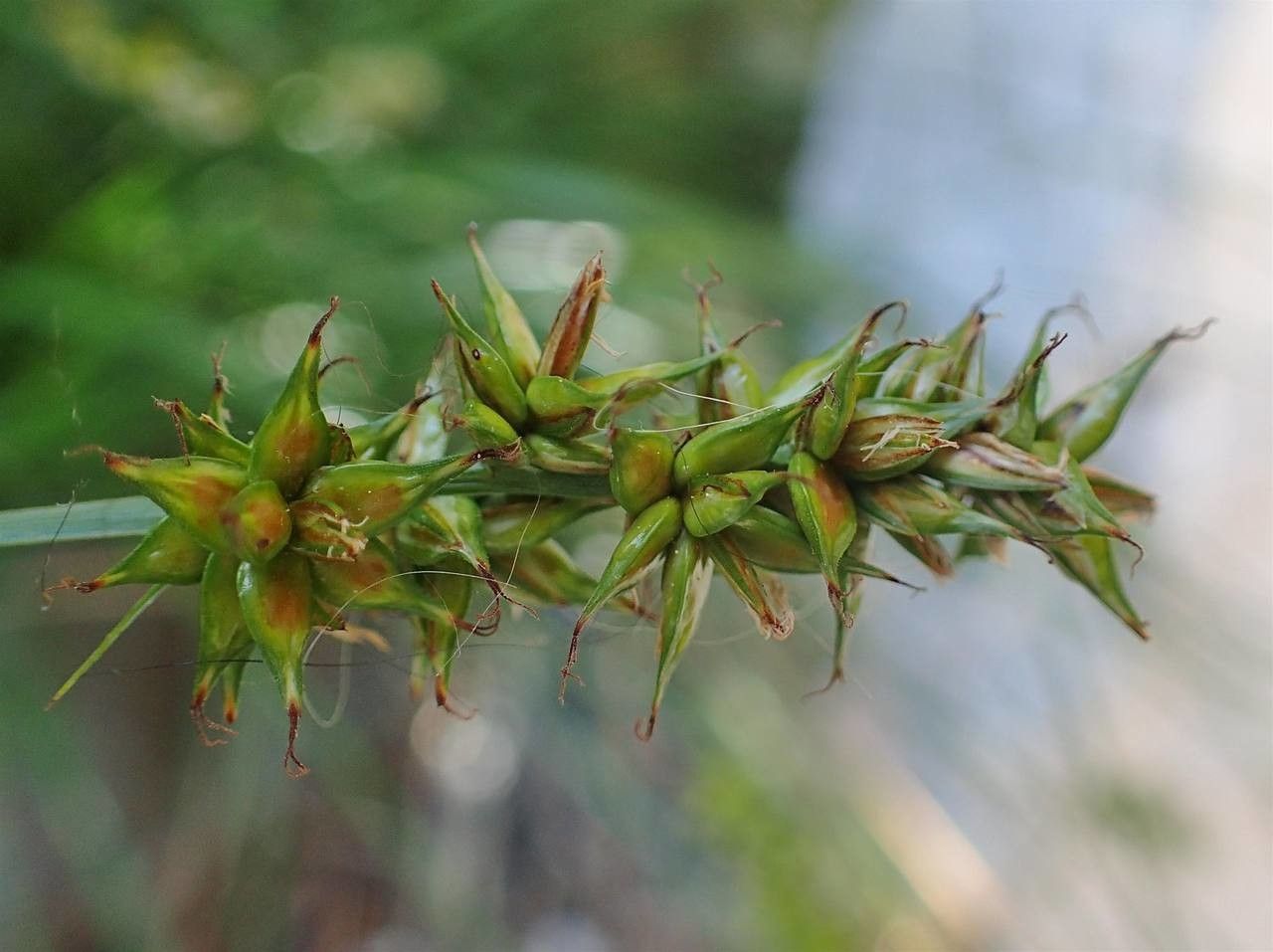 Carex pairae fruit