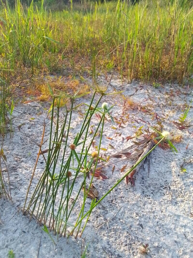 Cyperus erectus — houseplant care guide