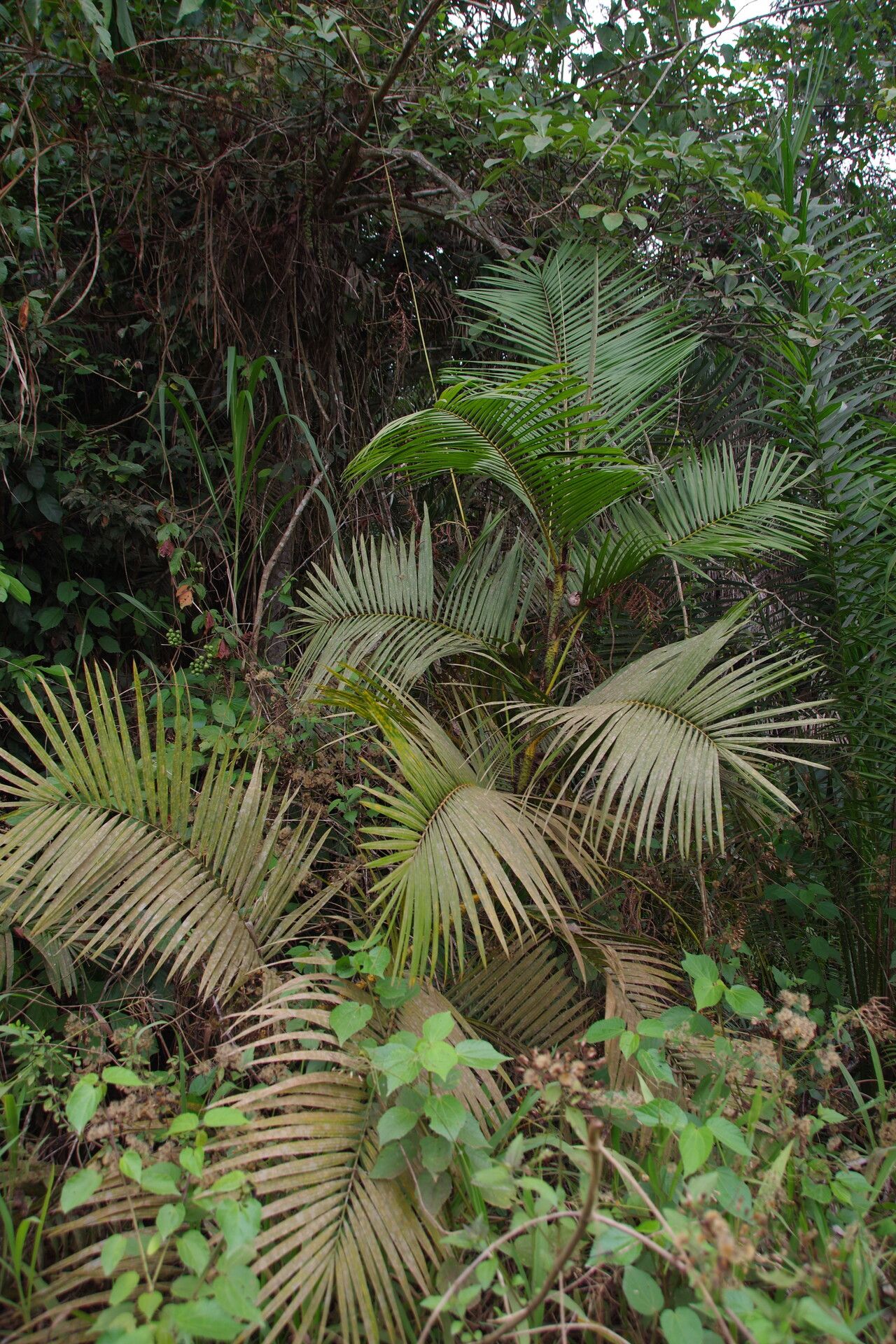 Calamus deerratus habit