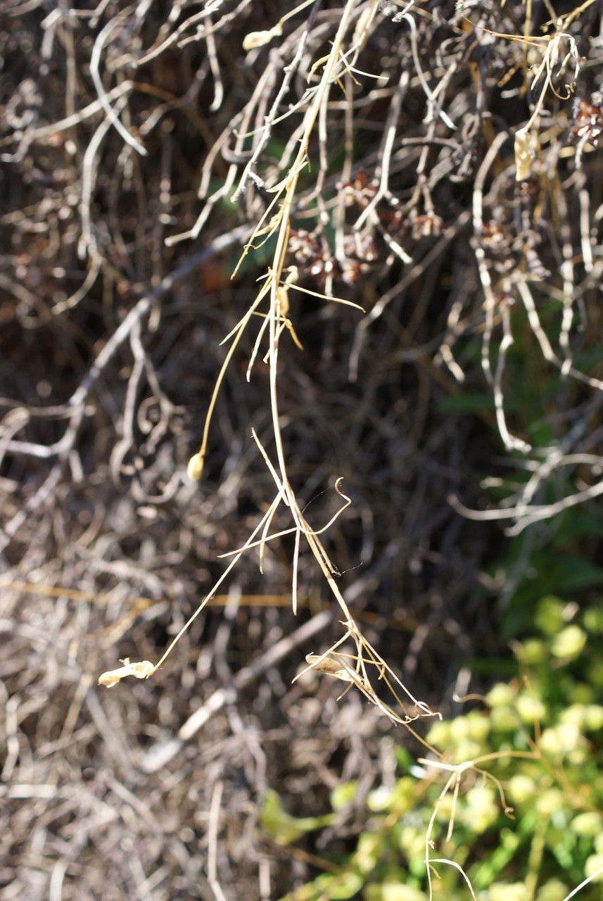 Vicia bifoliolata — houseplant care guide