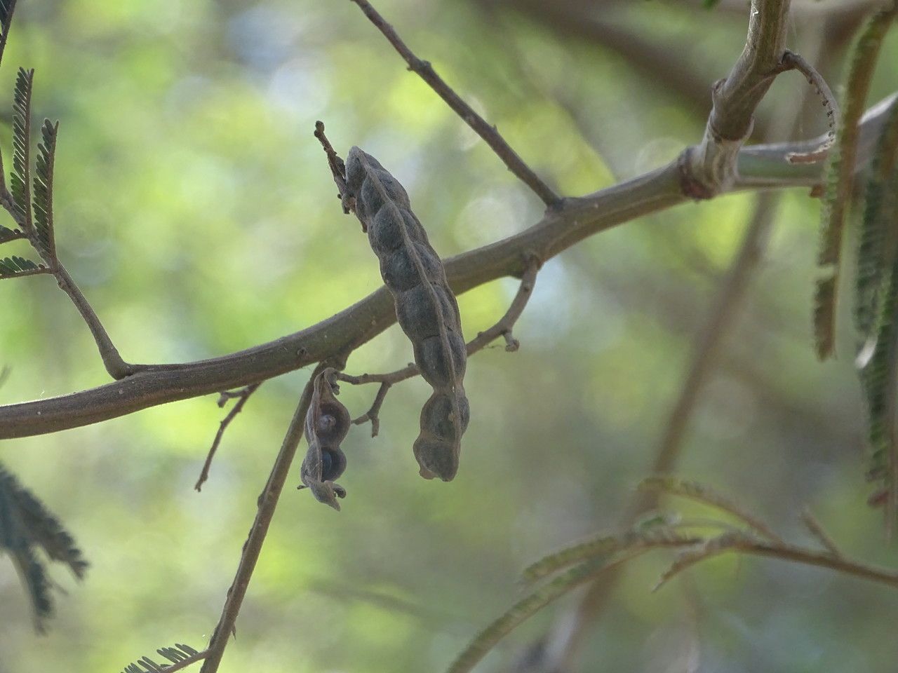 Acacia mearnsii fruit