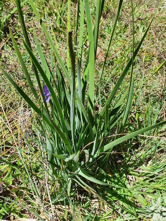 Aristea abyssinica leaf