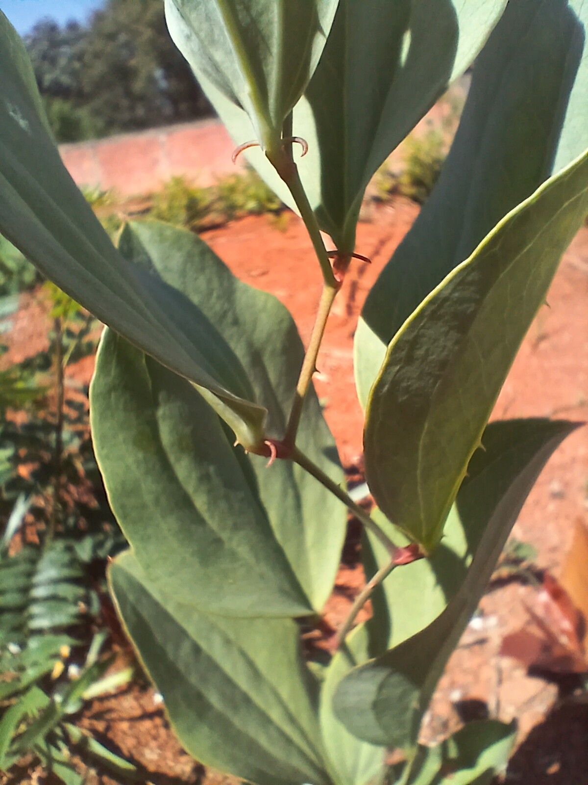 Smilax goyazana other