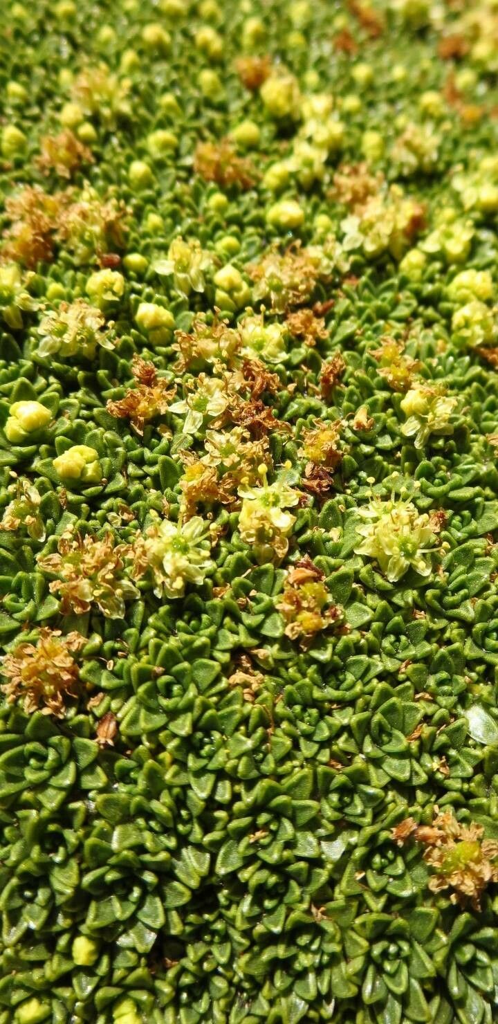 Azorella compacta flower