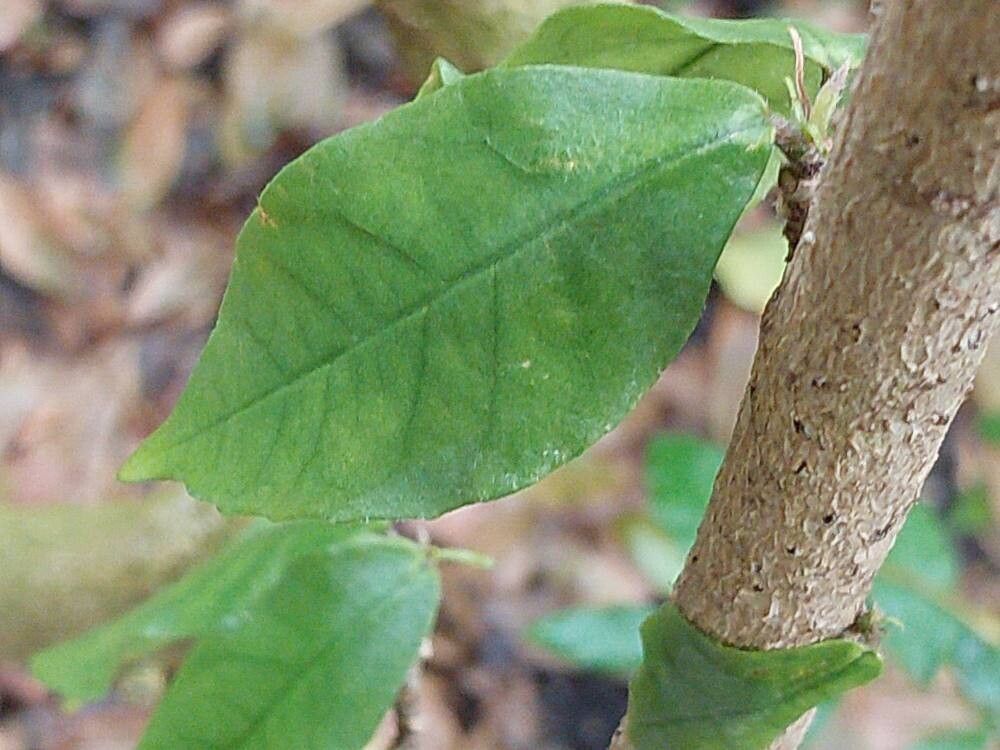 Hibiscus clayii leaf