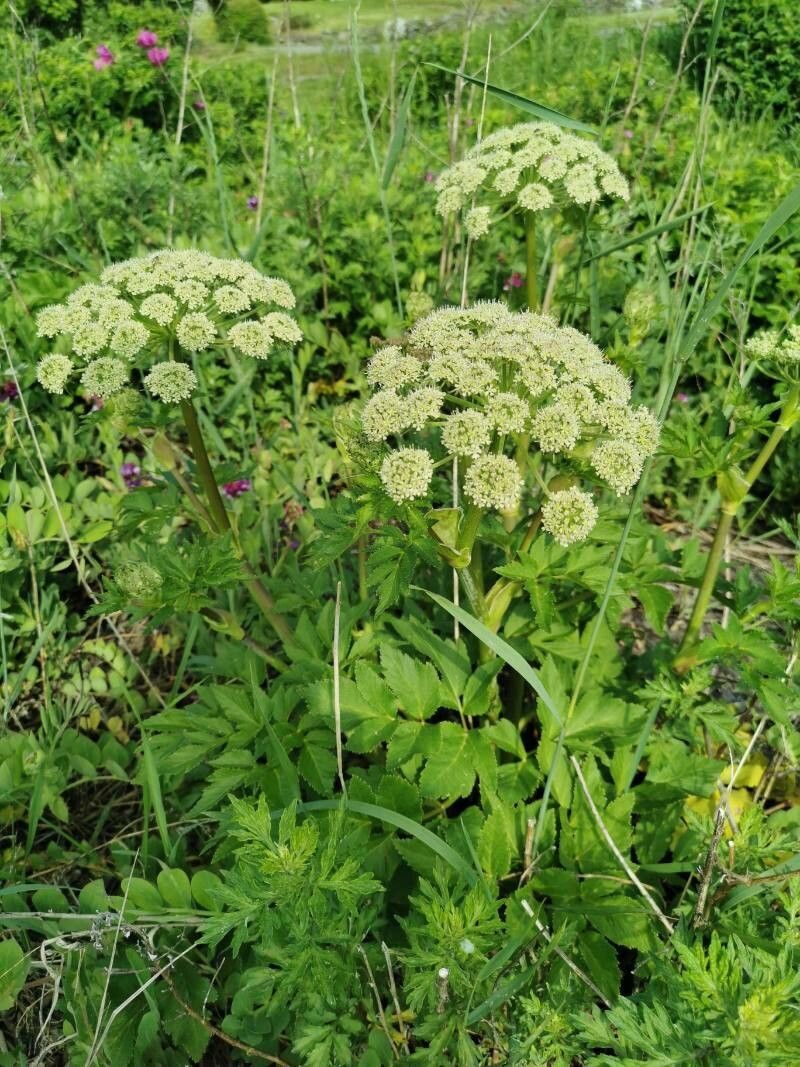 Angelica lucida flower