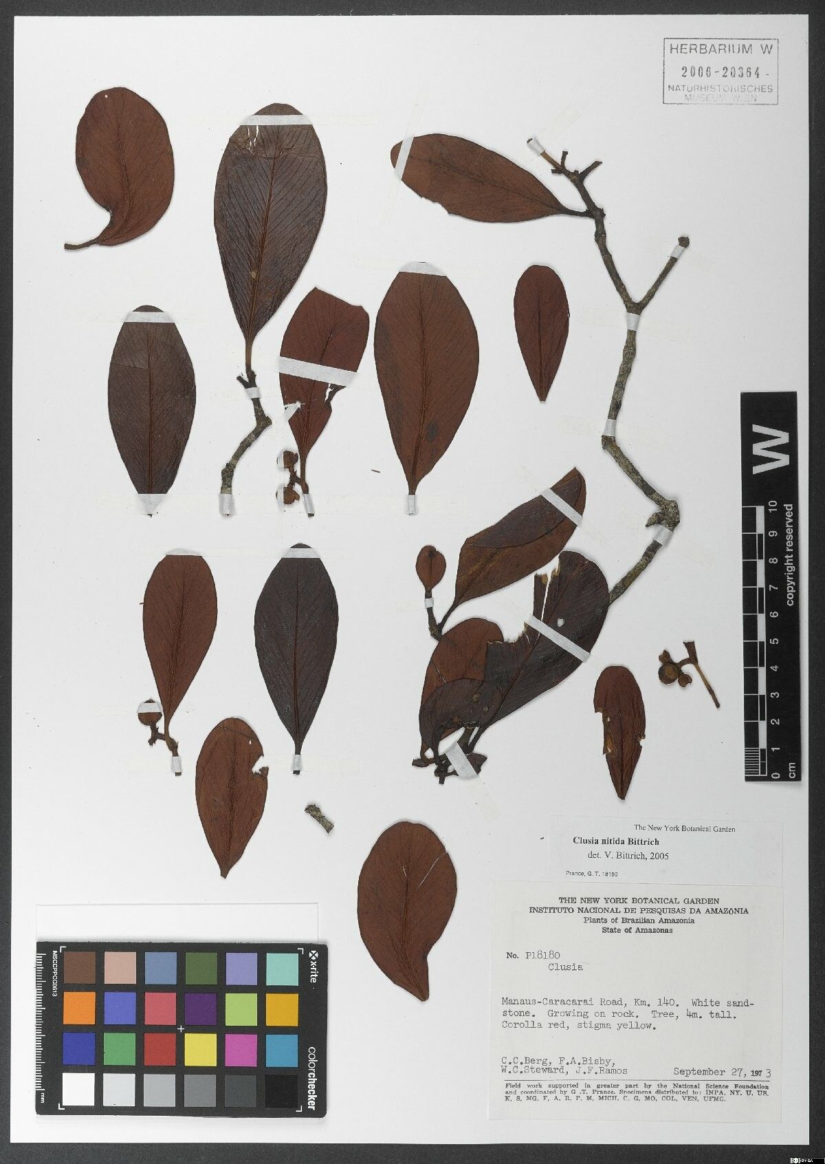 Clusia nitida — search result for 'Clusia'