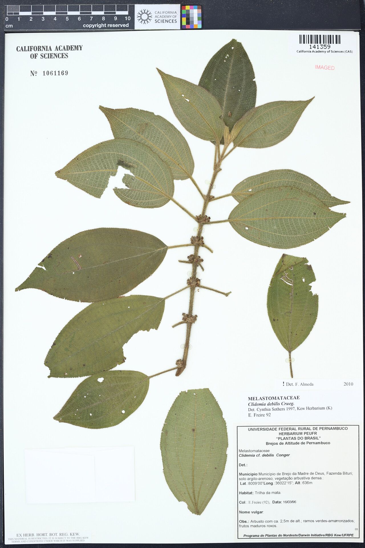 Miconia debilis — houseplant care guide