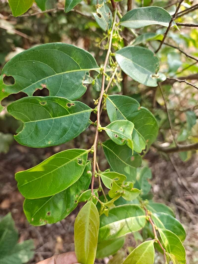 Glochidion ellipticum leaf