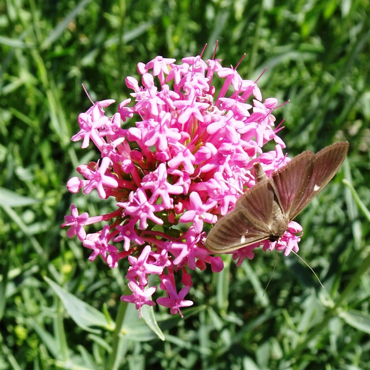 Centranthus lecoqii flower