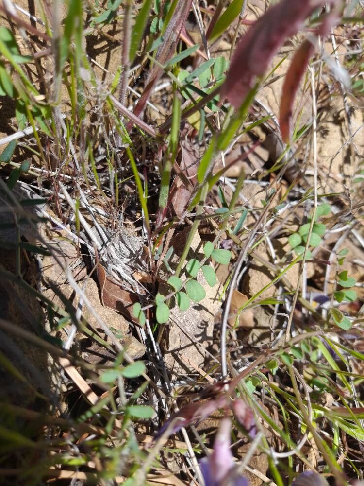 Vicia lunata — houseplant care guide