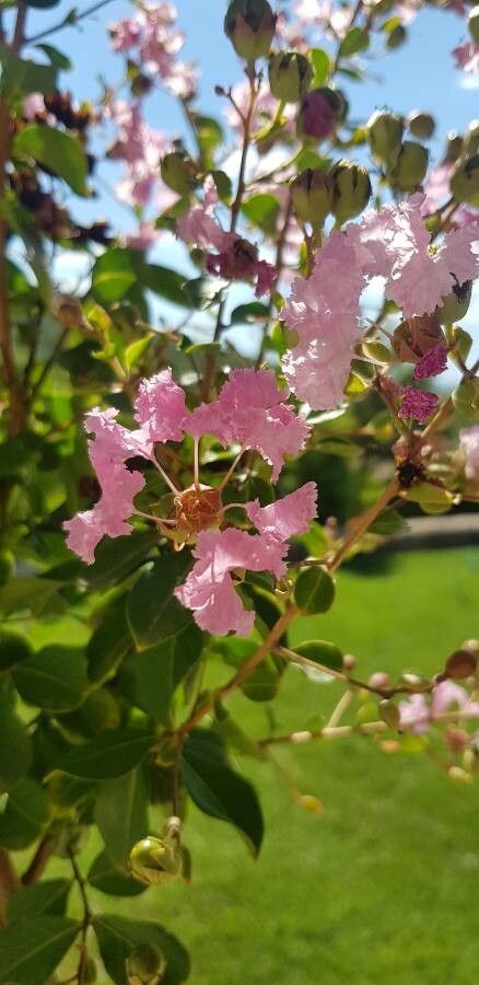 Lagerstroemia tomentosa flower