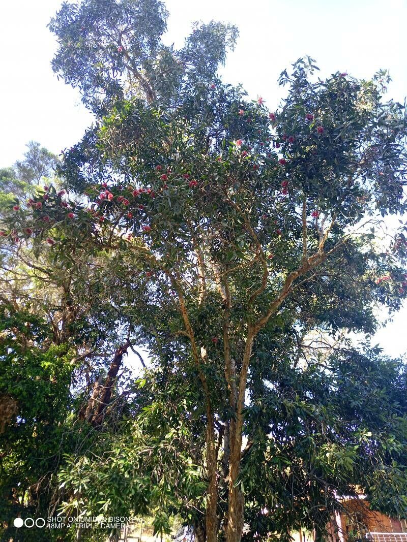 Melaleuca viridiflora habit