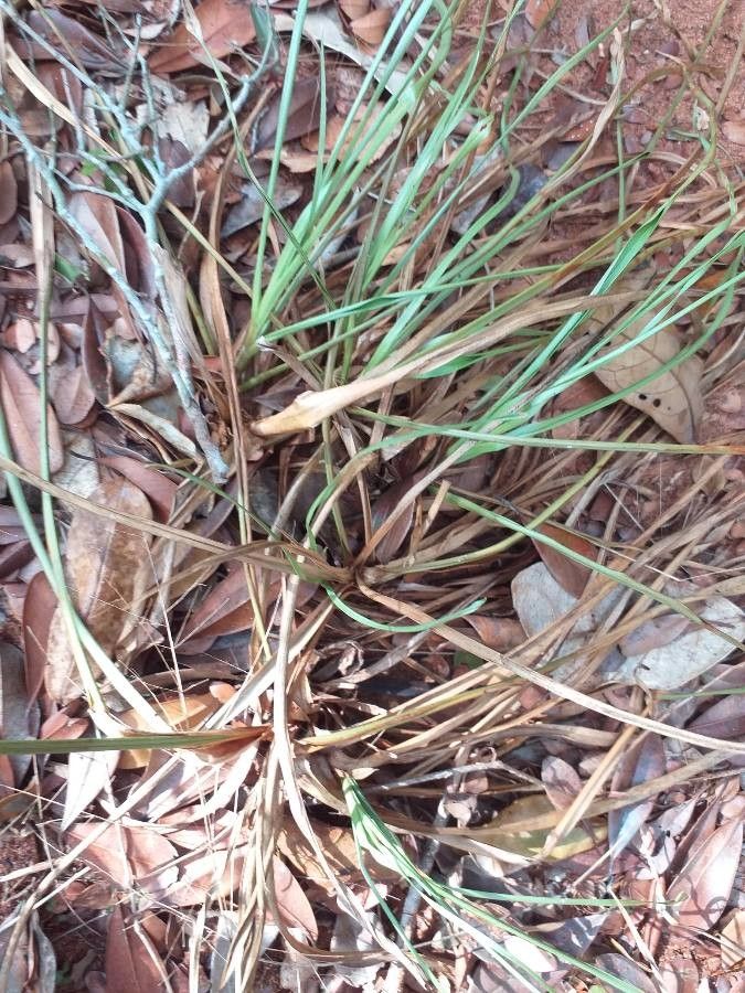 Cyperus amabilis — search result for 'Cyperus'