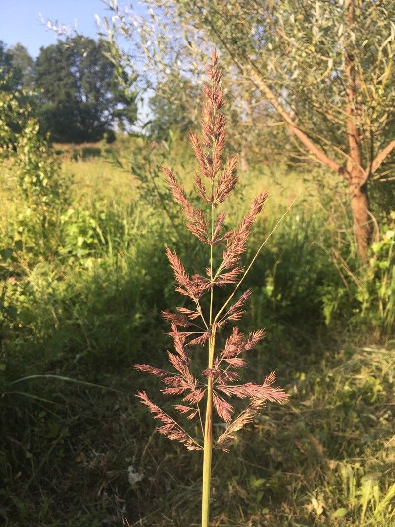Calamagrostis pseudophragmites fruit